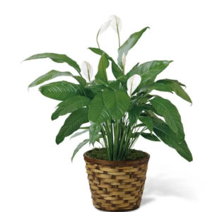 Floral Arrangements