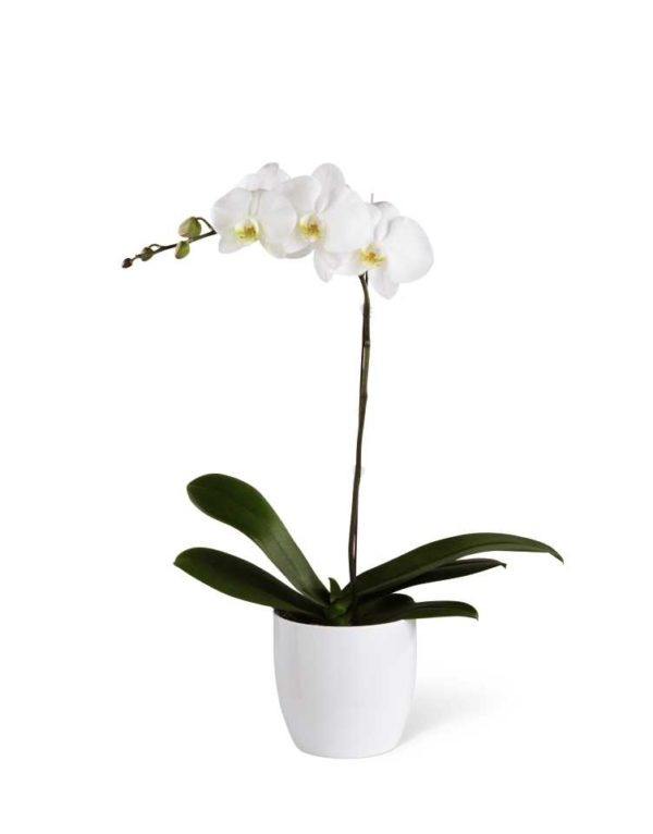 Floral Arrangements